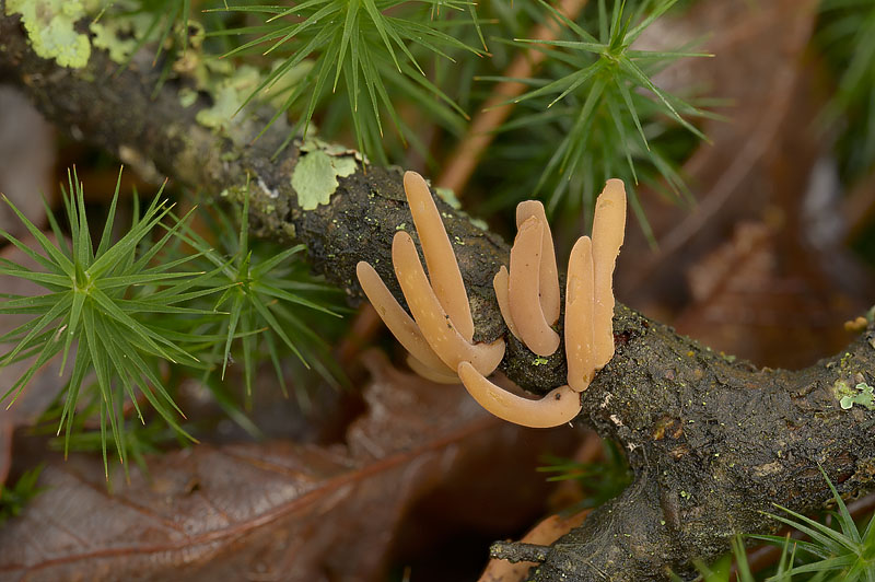 Macrotyphula fistulosa var. contorta